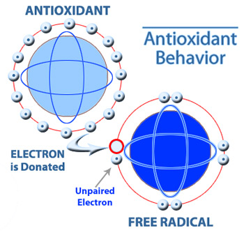 antioxidant-c60